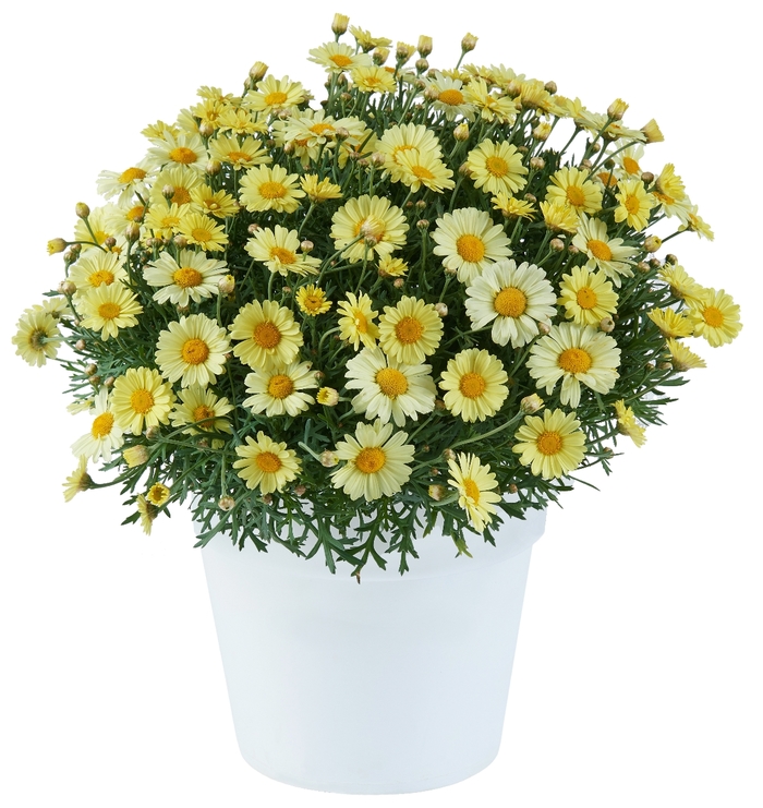 Argyranthemum Lollies Buttermint Bloomfield Garden Center