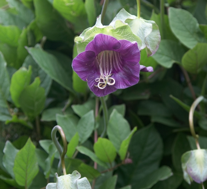 How to Grow and Care for Cup and Saucer Vine