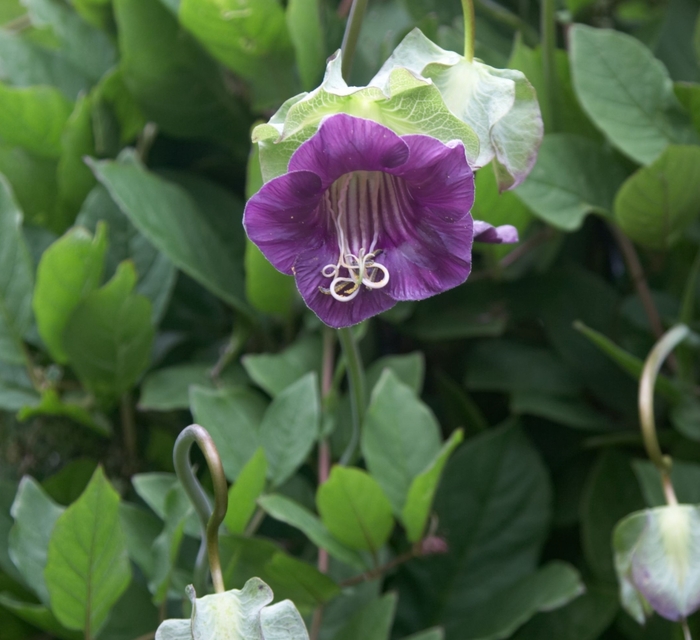 Cup and Saucer Vine