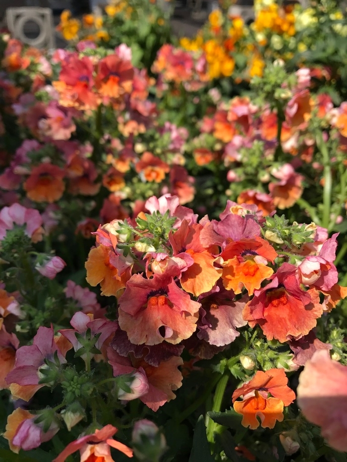 Nemesia fruticans Nesia™ Tropical Bloomfield Garden Center