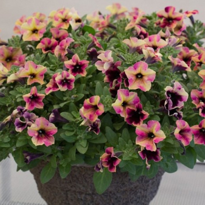 Petunia - Premium | Crazytunia Blackberry Cheesecake | Bloomfield ...