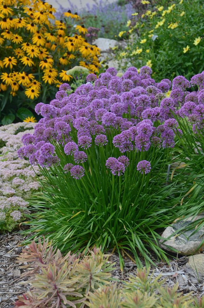 'Millenium' Ornamental Onion - Allium from Bloomfield Garden Center