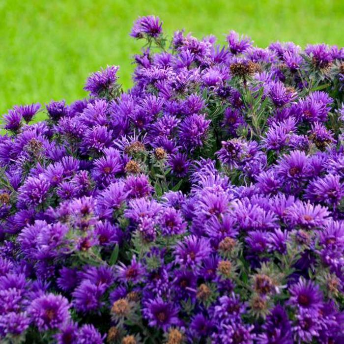 'Grape Crush' New England Aster - Aster novae-angliae from Bloomfield Garden Center