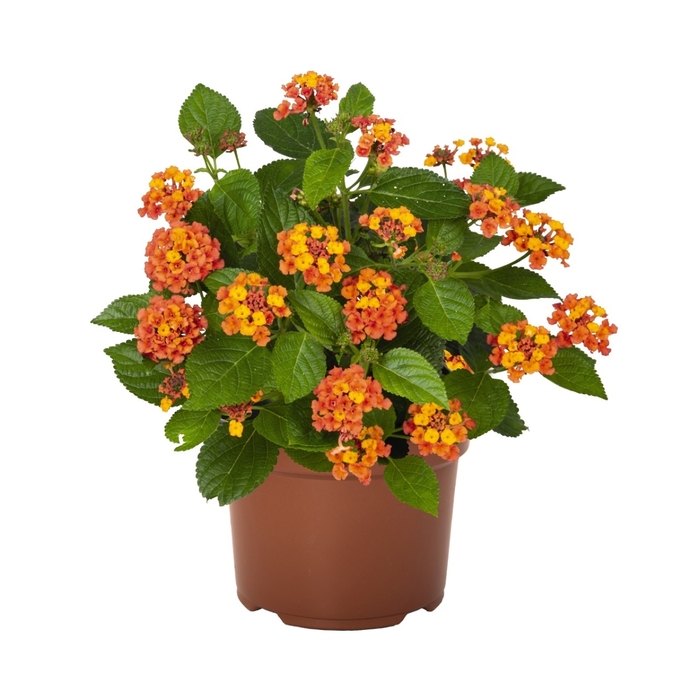 Lantana | Havana Harvest Moon | Bloomfield Garden Center