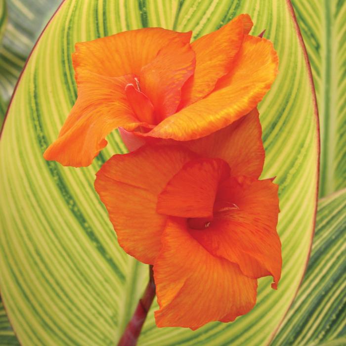 'Pretoria' Canna Lily - Canna x generalis from Bloomfield Garden Center