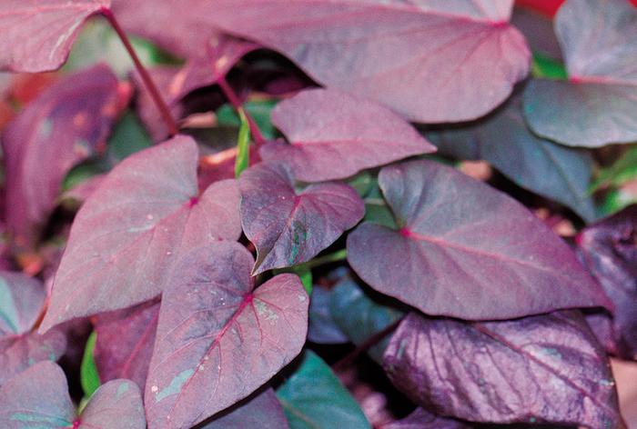 'Black Heart' Sweet Potato Vine - Ipomoea batatas from Bloomfield Garden Center