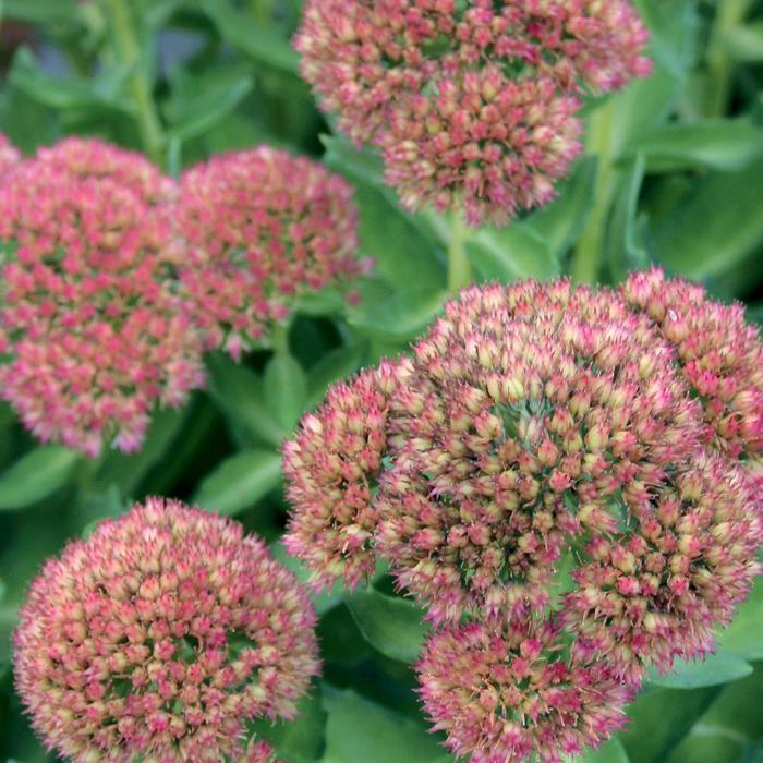 'Autumn Delight™' Stonecrop - Sedum telephium from Bloomfield Garden Center