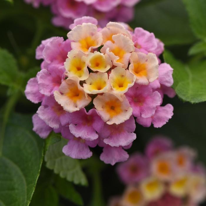 Bloomify™ Pink - Lantana camara from Bloomfield Garden Center