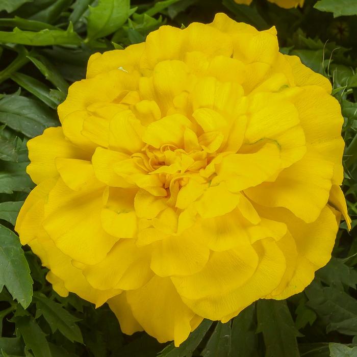 Endurance™ Yellow - Tagetes triploid (Marigold) from Bloomfield Garden Center