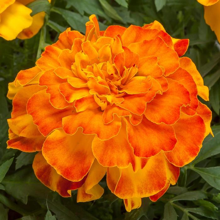 Endurance™ Sunset Gold - Tagetes triploid (Marigold) from Bloomfield Garden Center