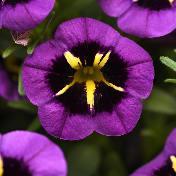 Cabaret® 'Midnight Kiss' - Calibrachoa (Trailing Petunia) from Bloomfield Garden Center