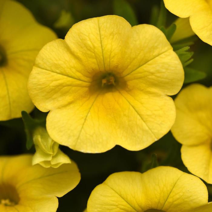 Cha-Cha™ 'Yellow' - Calibrachoa from Bloomfield Garden Center