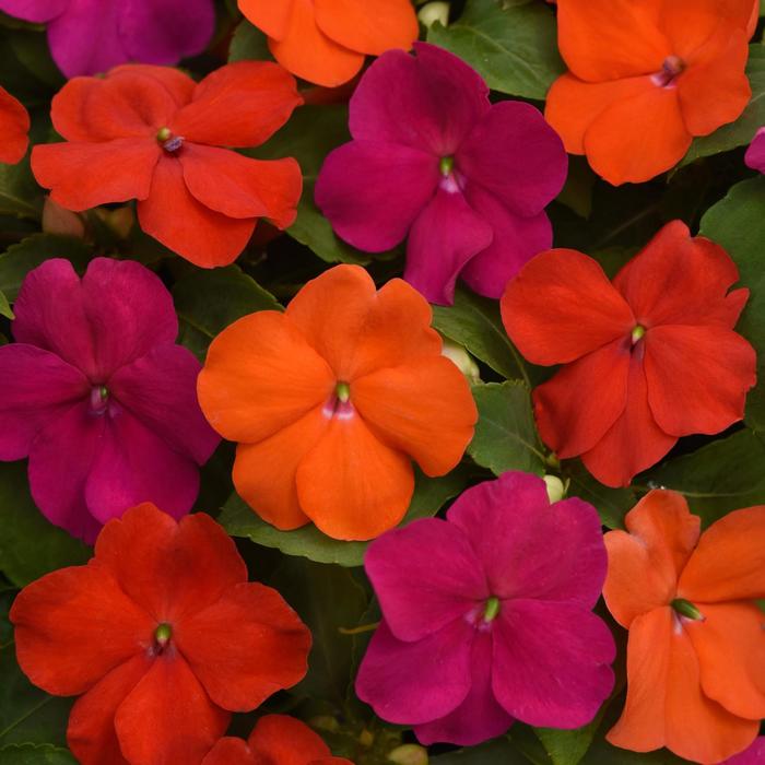 Beacon® 'Sanibel Mix' - Impatiens walleriana from Bloomfield Garden Center