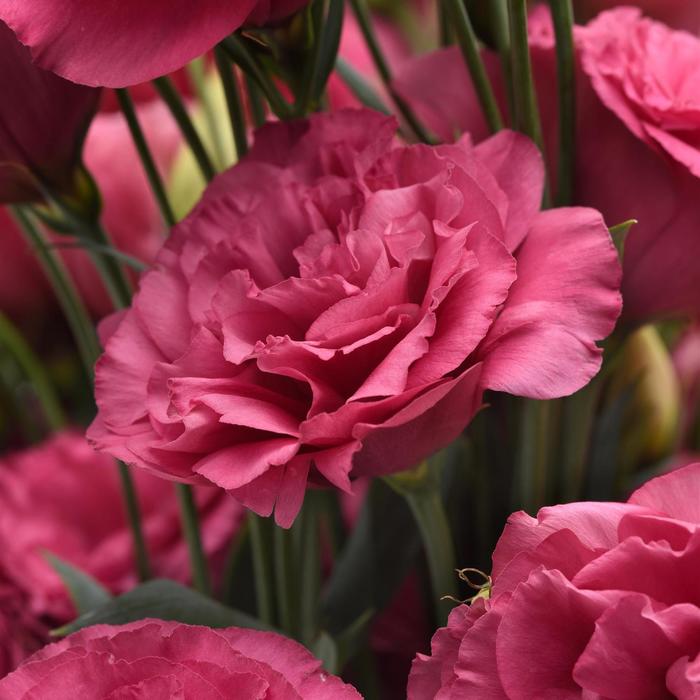 'Can Can Carmine Rose' Lisianthus - Eustoma grandiflorum from Bloomfield Garden Center