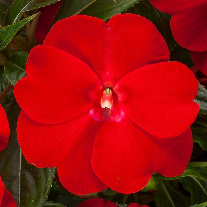 Spectra™ Bright Red - Impatiens (New Guinea Impatiens) from Bloomfield Garden Center