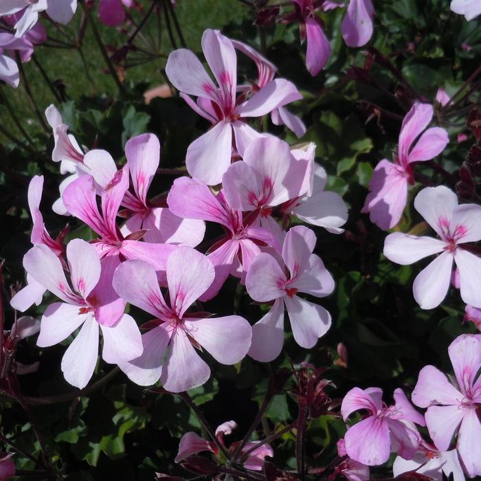 Caldera™ 'Lavender Glow' - Pelargonium (Interspecific Geranium) from Bloomfield Garden Center