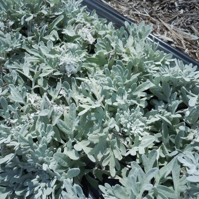 'FanciFillers Sea Salt' Wormwood - Artemisia from Bloomfield Garden Center