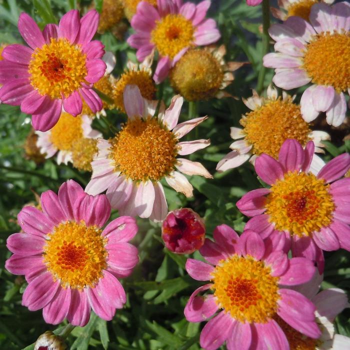 Lollies™ Pink Pez - Argyranthemum frutescens from Bloomfield Garden Center