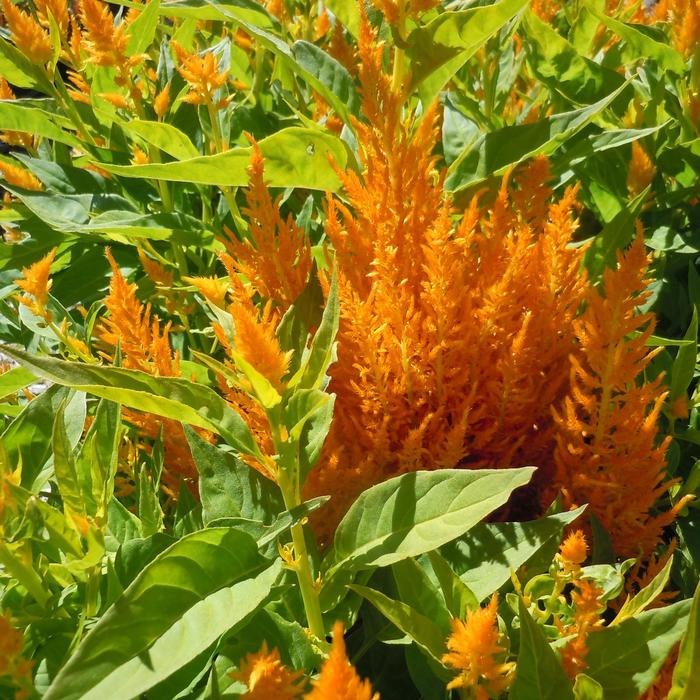 'Flamma Golden' Cockscomb - Celosia plumosa from Bloomfield Garden Center