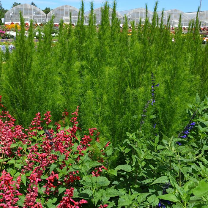 'Elegant Feather' Sneeze weed - Eupatorium capillifolium from Bloomfield Garden Center