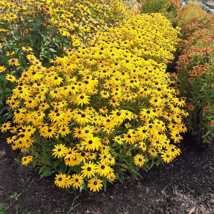 'Goldblitz' Black-Eyed Susan - Rudbeckia fulgida var. sulivanttii from Bloomfield Garden Center