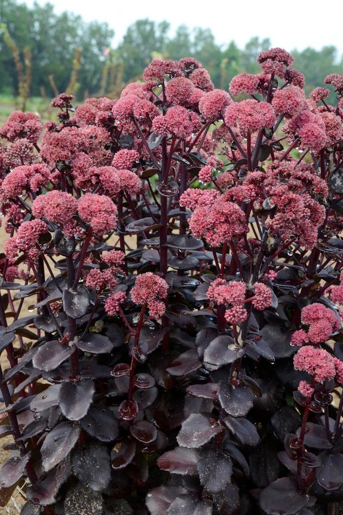 'Night Embers' Autumn Stonecrop - Sedum from Bloomfield Garden Center