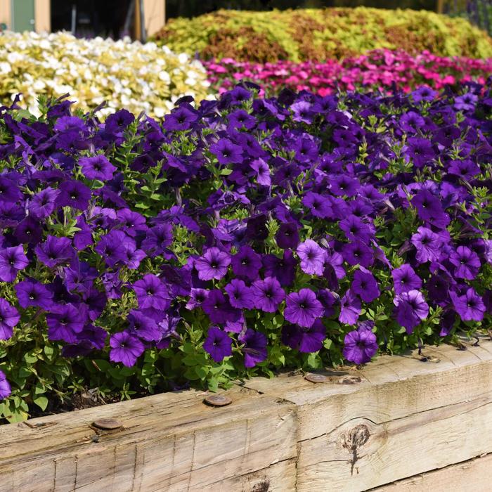 E3 Easy Wave® 'Blue' - Petunia from Bloomfield Garden Center