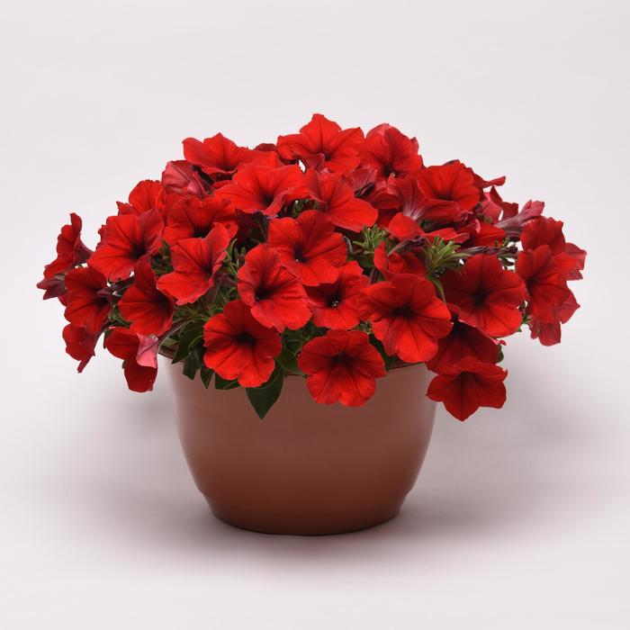 E3 Easy Wave® 'Red' - Petunia from Bloomfield Garden Center