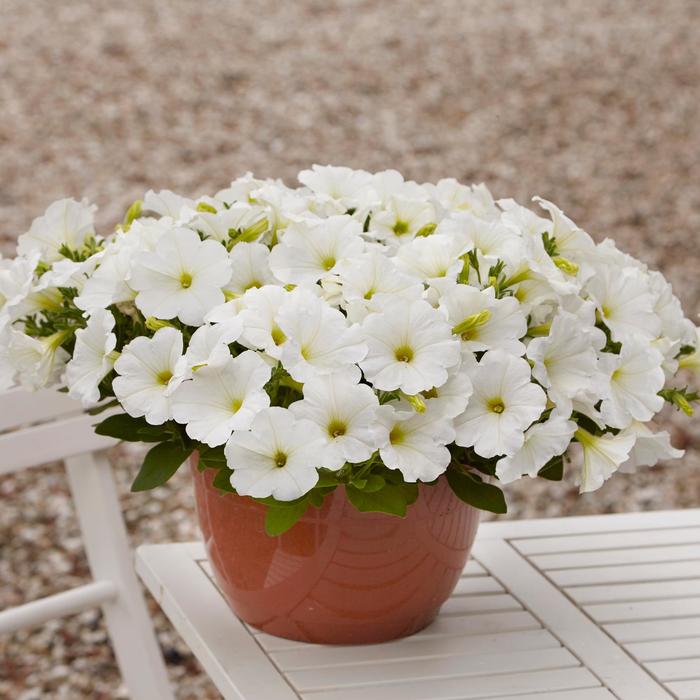 E3 Easy Wave® 'White' - Petunia from Bloomfield Garden Center