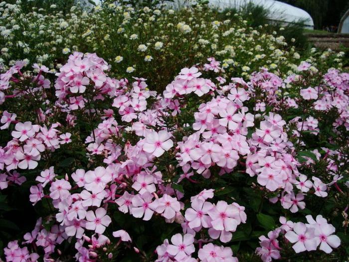 'Thai Pink Jade' Garden Phlox - Phlox paniculata from Bloomfield Garden Center