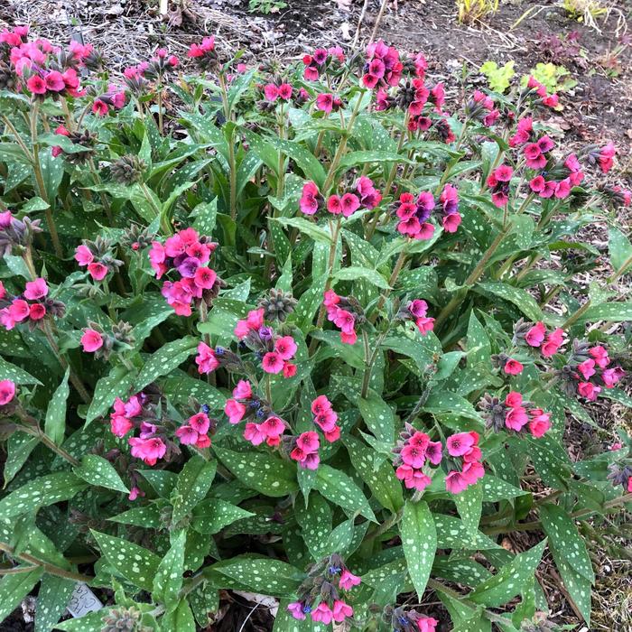 'Lisa Marie' Lungwort - Pulmonaria from Bloomfield Garden Center