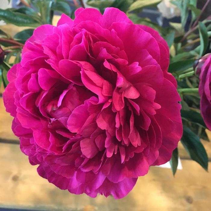 Kansas - Paeonia lactiflora from Bloomfield Garden Center Kansas - Paeonia lactiflora from Bloomfield Garden Center