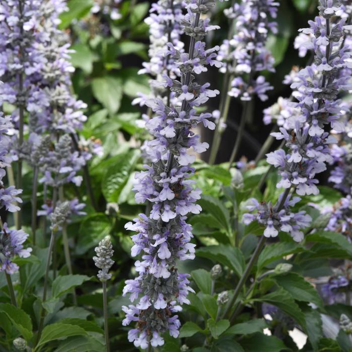 'Blue Chill' Sage - Salvia longispicata x farinacea from Bloomfield Garden Center