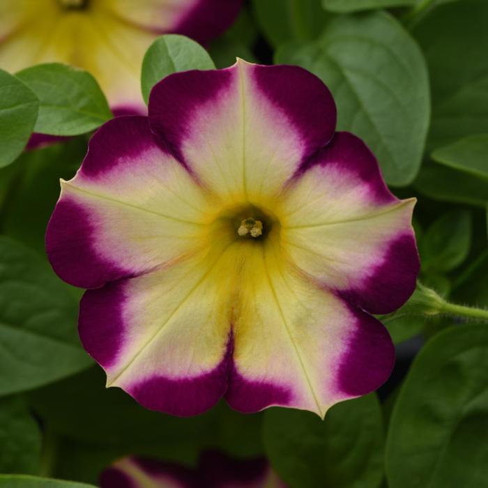 Headliner™ Banana Cherry - Petunia from Bloomfield Garden Center