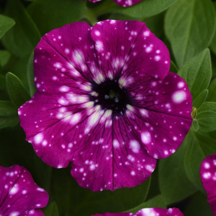 Headliner™ Electric Purple Sky - Petunia from Bloomfield Garden Center