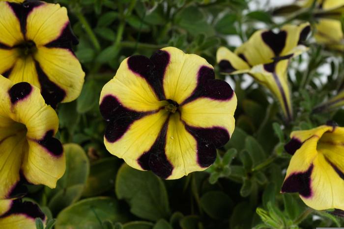 'Ray™ Sunflower Improved' - Petunia from Bloomfield Garden Center