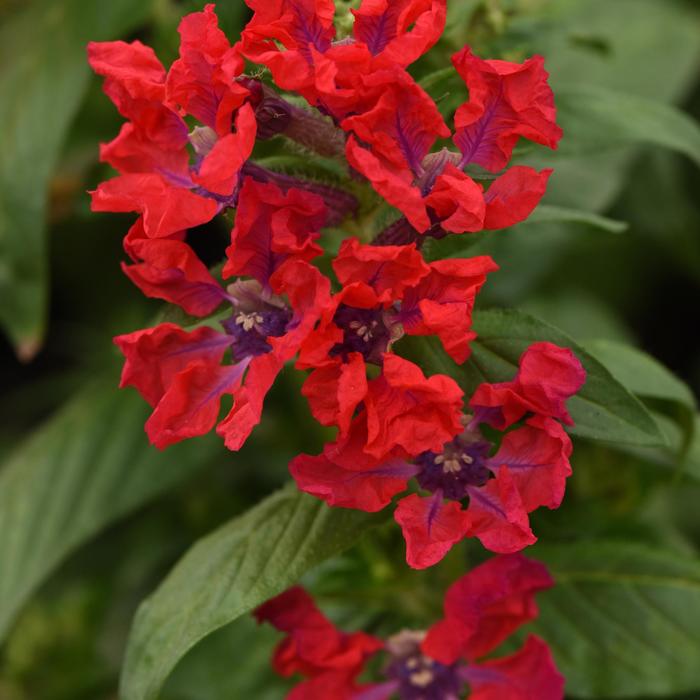 Sweet Talk™ Red - Cuphea procumbens from Bloomfield Garden Center