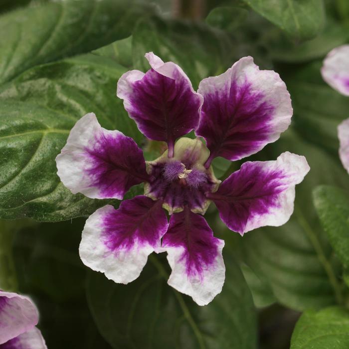 Sweet Talk™ Lavender Splash - Cuphea procumbens from Bloomfield Garden Center