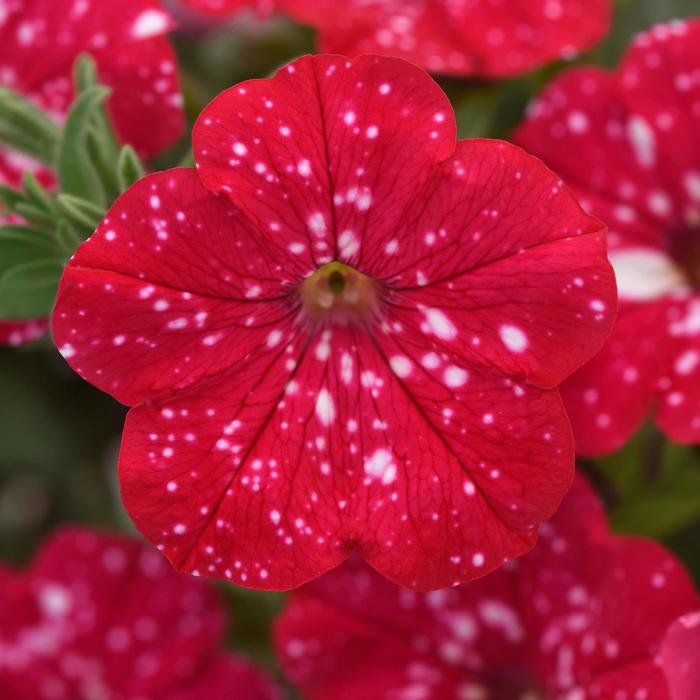 Headliner™ Strawberry Sky - Petunia from Bloomfield Garden Center