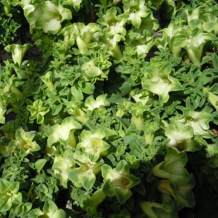 'Ray™ Pistachio Cream' - Petunia from Bloomfield Garden Center