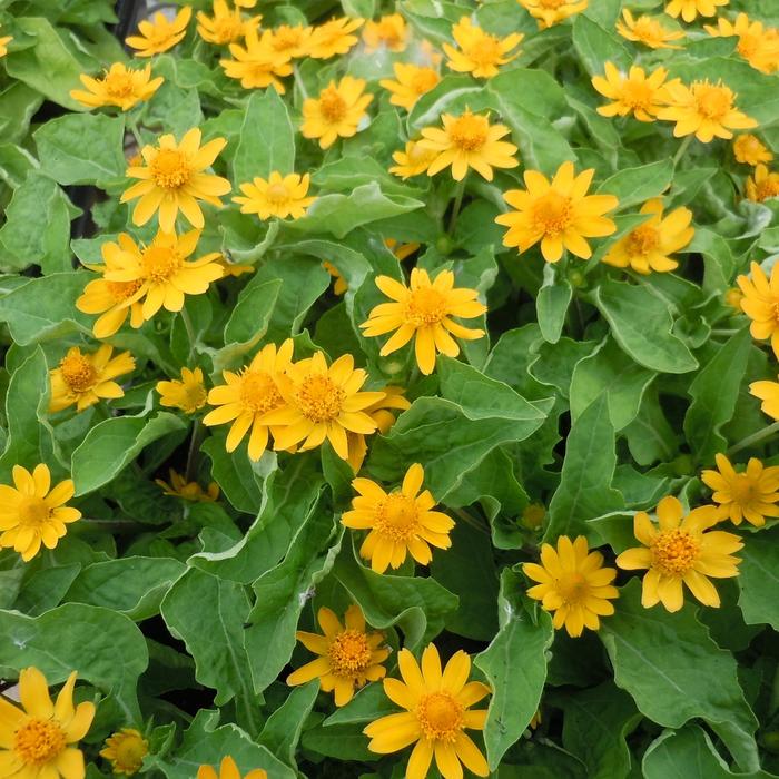 'Derby®' - Melampodium paludosum from Bloomfield Garden Center