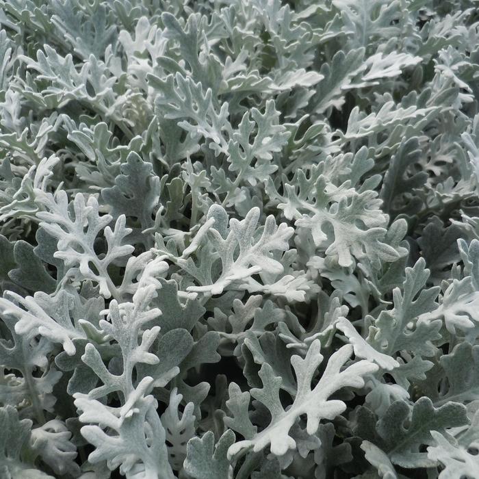 'Silver Dust' Dusty Miller - Senecio cineraria from Bloomfield Garden Center