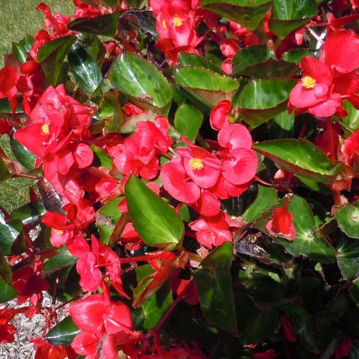 Viking™ Red on Green - Begonia from Bloomfield Garden Center