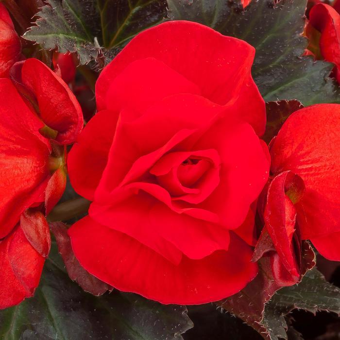 Adora™ 'Velvet Red' - Begonia from Bloomfield Garden Center