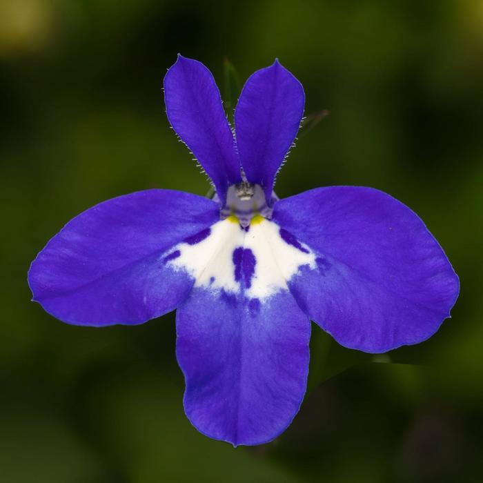 Techno® Deep Blue with Eye - Lobelia erinus from Bloomfield Garden Center