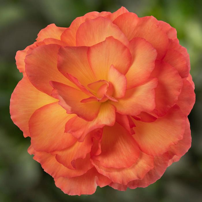 Limitless™ Sorbet - Begonia tuberhybrida (Tuberous Begonia) from Bloomfield Garden Center