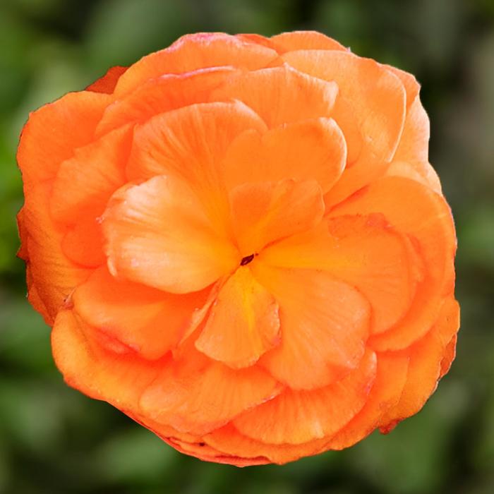 Limitless™ Orange - Begonia tuberhybrida (Tuberous Begonia) from Bloomfield Garden Center