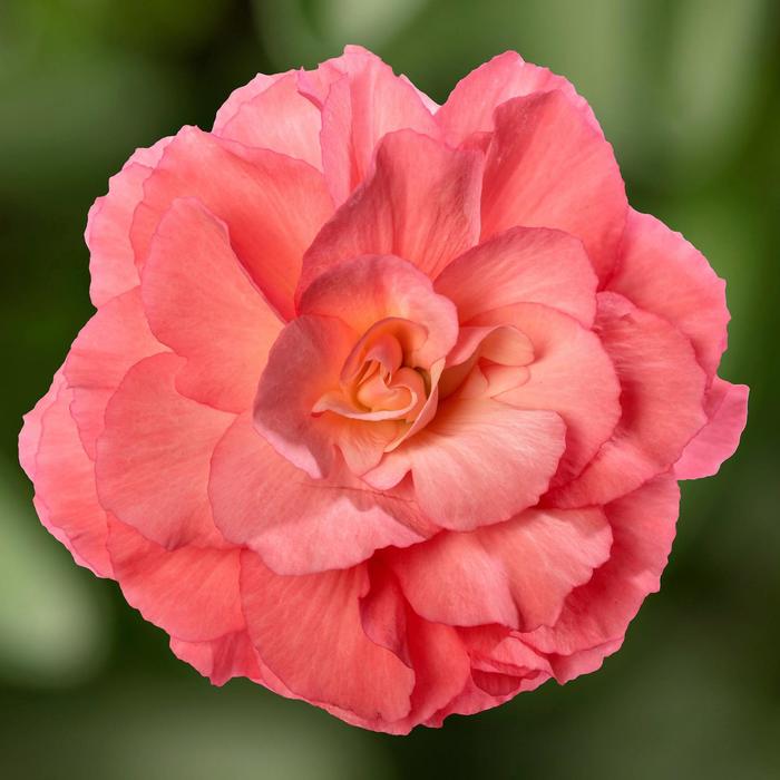 Limitless™ Sunrise - Begonia tuberhybrida (Tuberous Begonia) from Bloomfield Garden Center