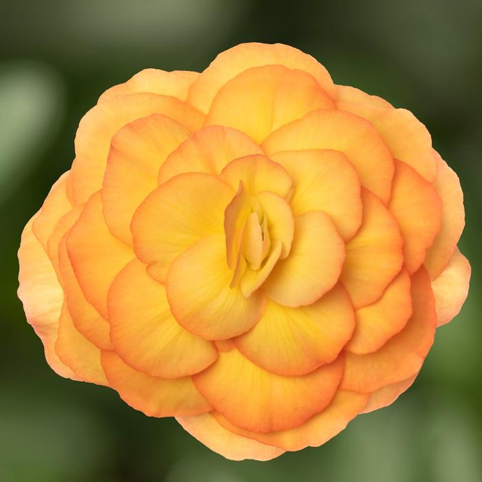 Limitless™ Sunset - Begonia tuberhybrida (Tuberous Begonia) from Bloomfield Garden Center