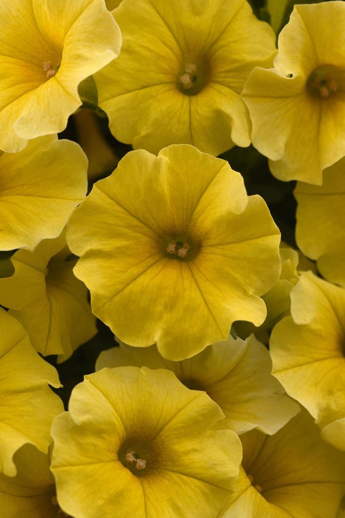 Caliburst™ Yellow - Petchoa (Petchoa, Calibrachoa) from Bloomfield Garden Center